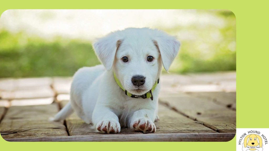 Dog kennels Bromsgrove