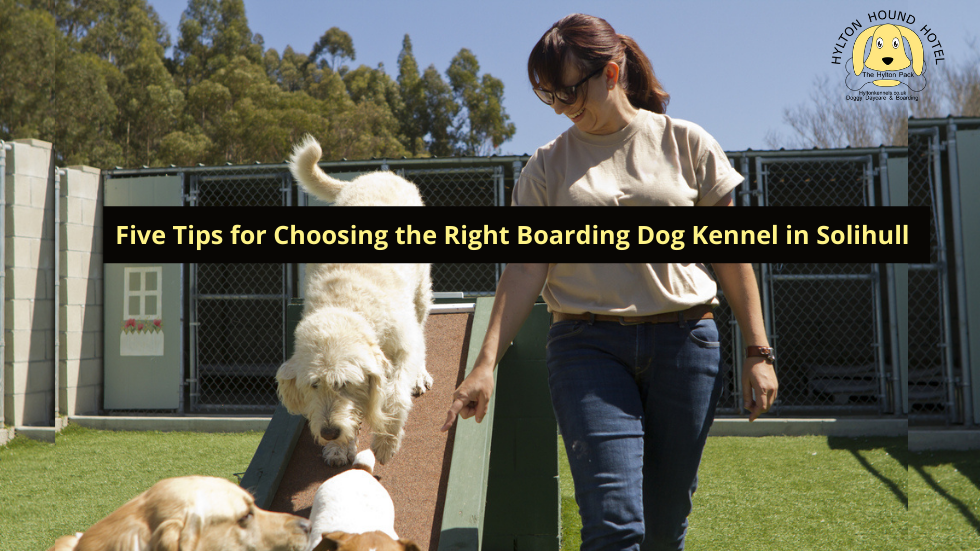 Dog kennels