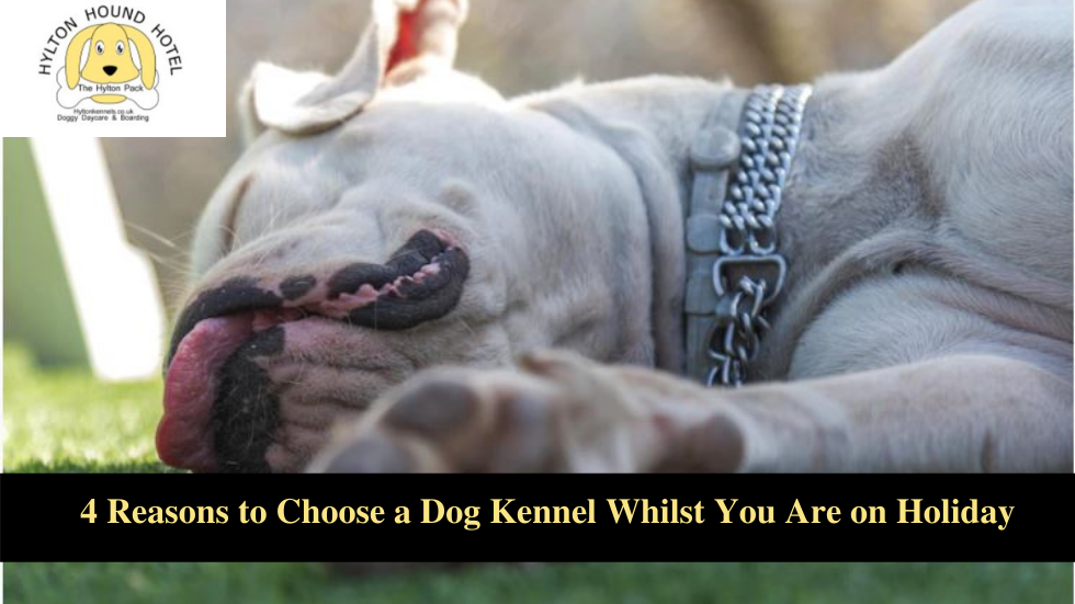 Dog Kennel Redditch