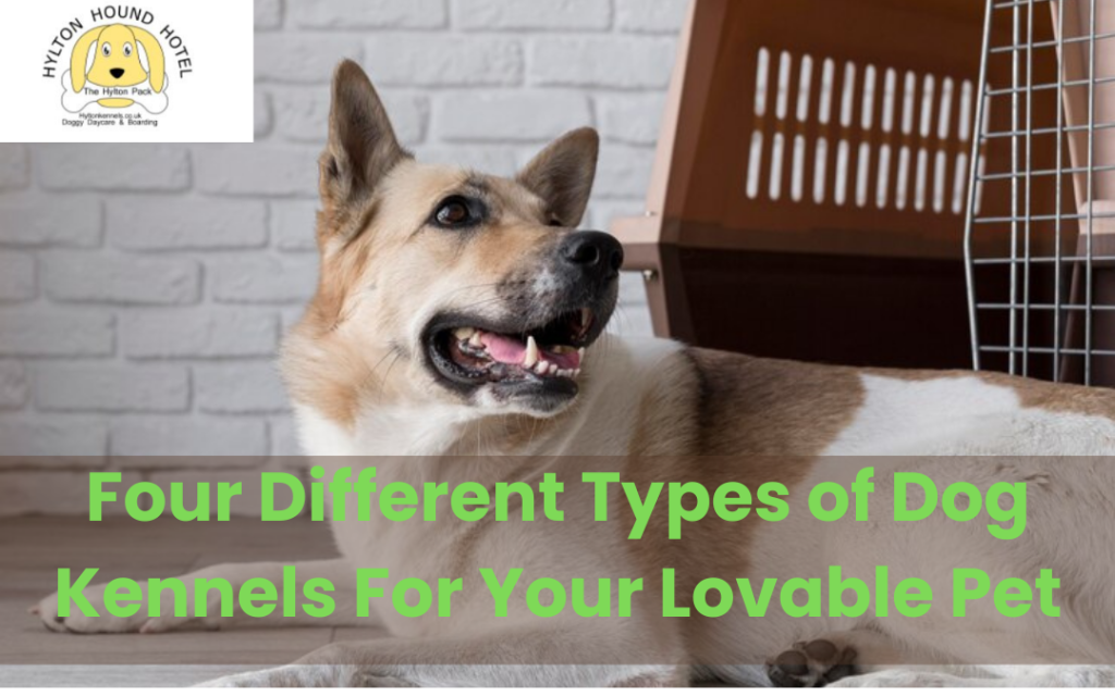 Dog kennels solihull
