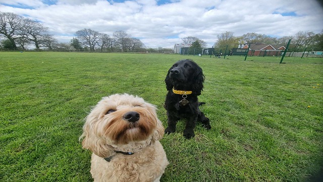 dog kennels Bromsgrove