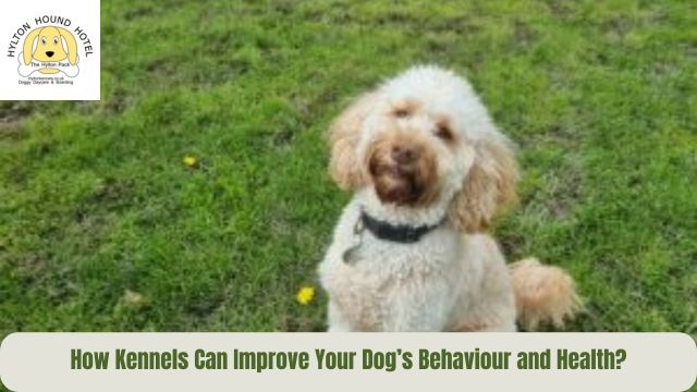 dog kennels