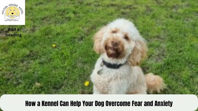 Dog kennels