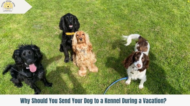 Dog Kennels Redditch