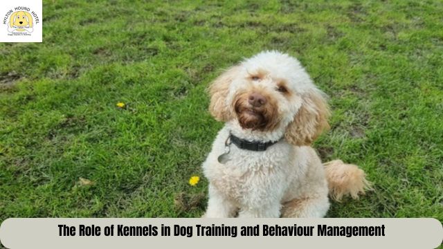 Dog Kennels Solihull