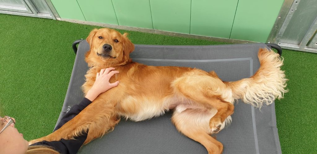 Dog relaxing indoors at Dog Kennels