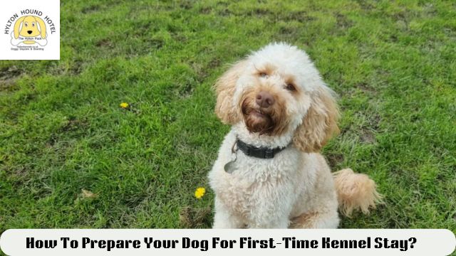 dog kennels Bromsgrove