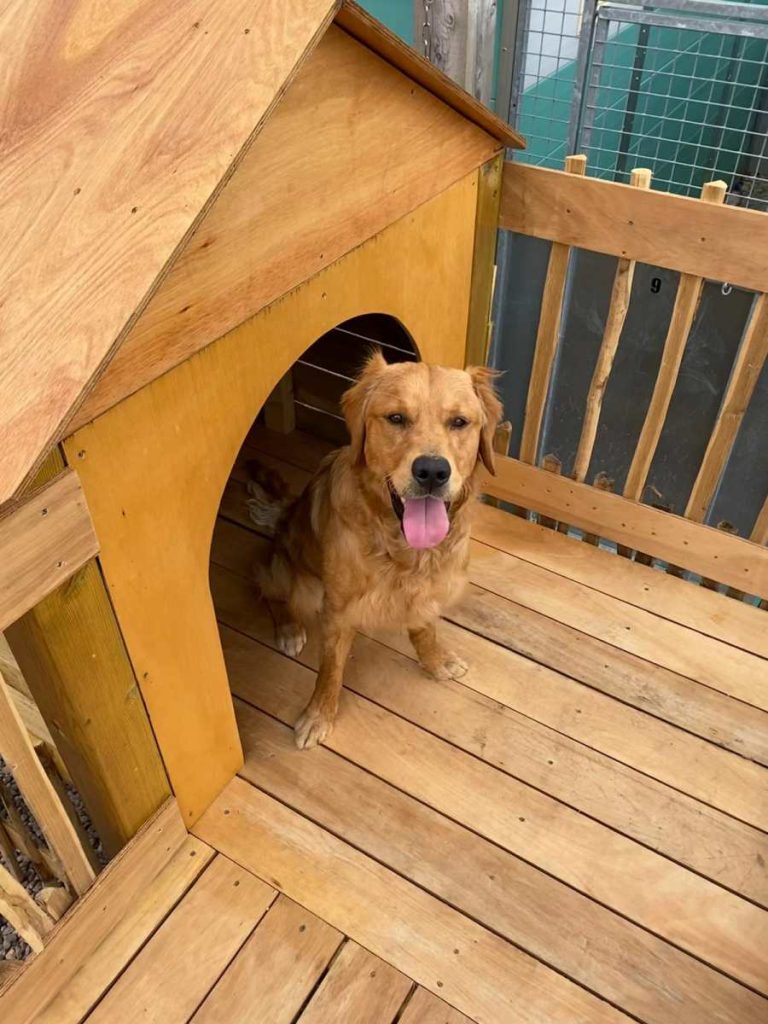 Curious dog peering through a glass door at the Dog Kennels
