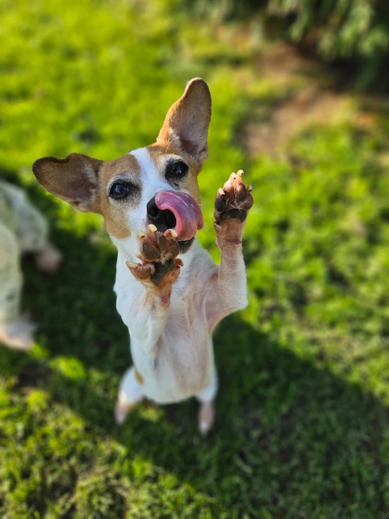 Happy terrier waving its paw at the Dog Kennels