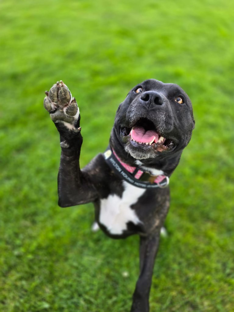 Happy dog giving a high five at the Dog Kennels