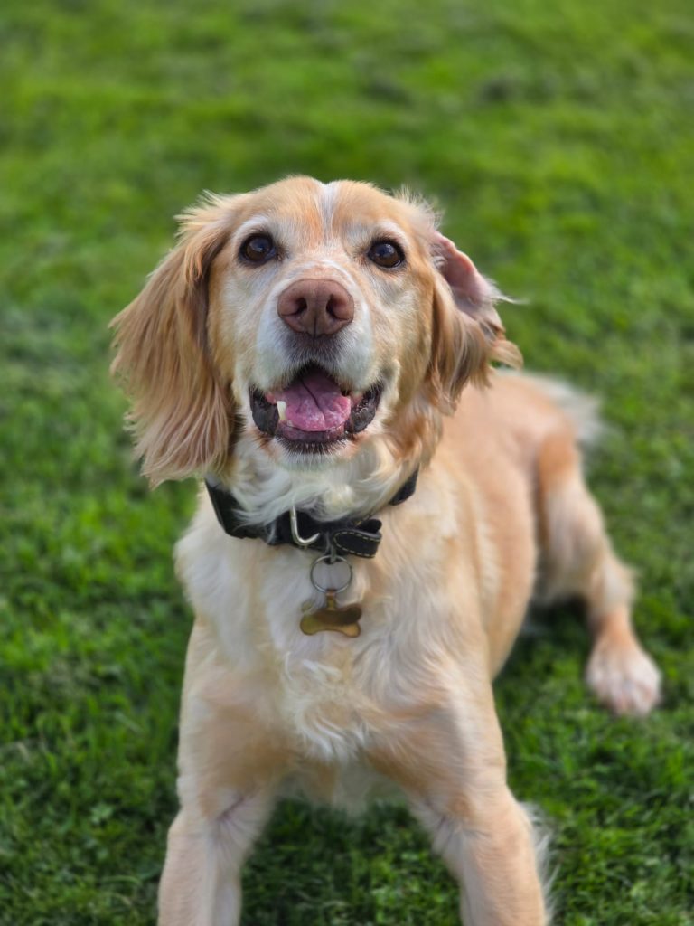 Doggy Day Care Solihull