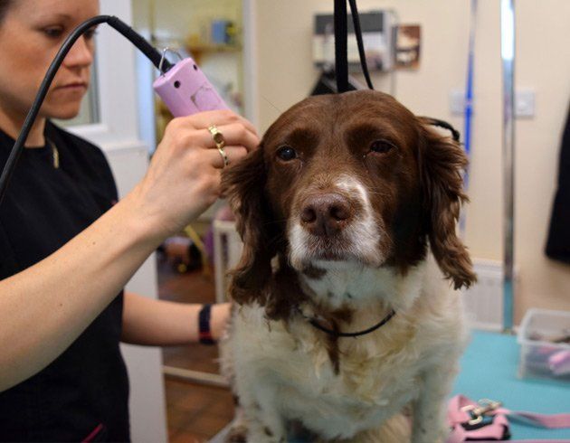 Spaniel getting a professional trim at the Dog Kennels spa