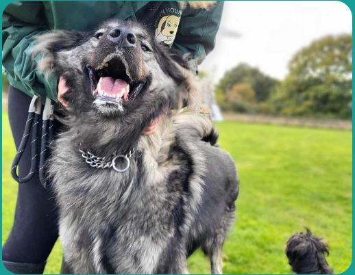 Dog Kennels Bromsgrove