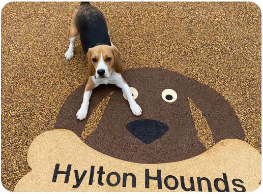 Doggy Day Care in Solihull