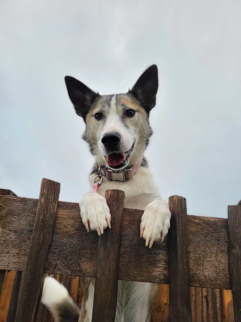 Dog kennels Redditch