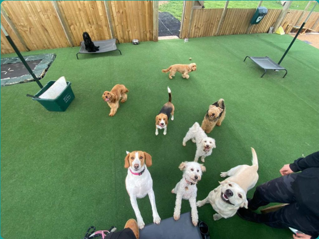 Doggy day care Solihull