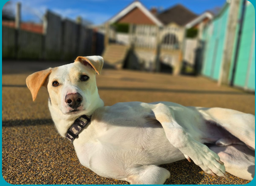 Doggy Day Care Bromsgrove