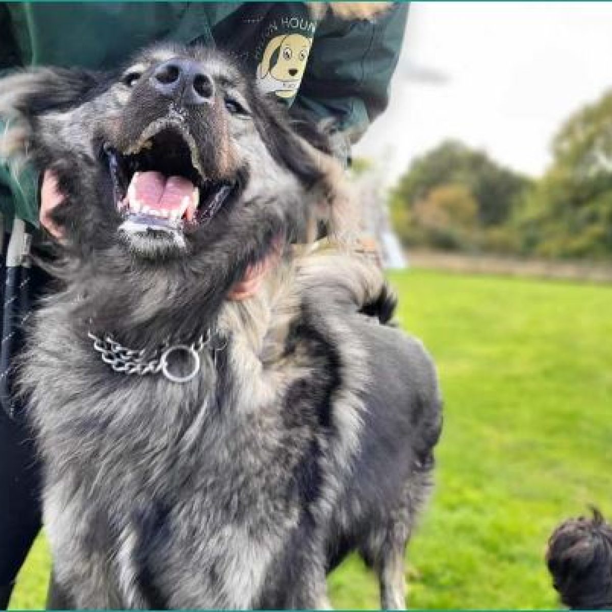 Dog Kennels Bromsgrove