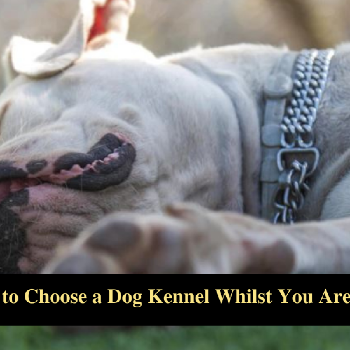 Dog Kennel Redditch