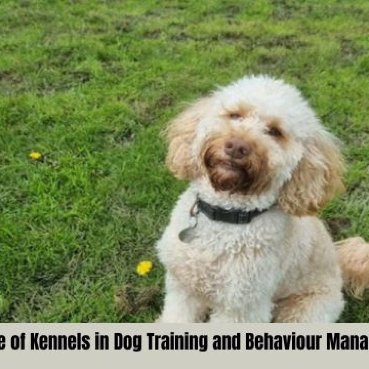 Dog Kennels Solihull