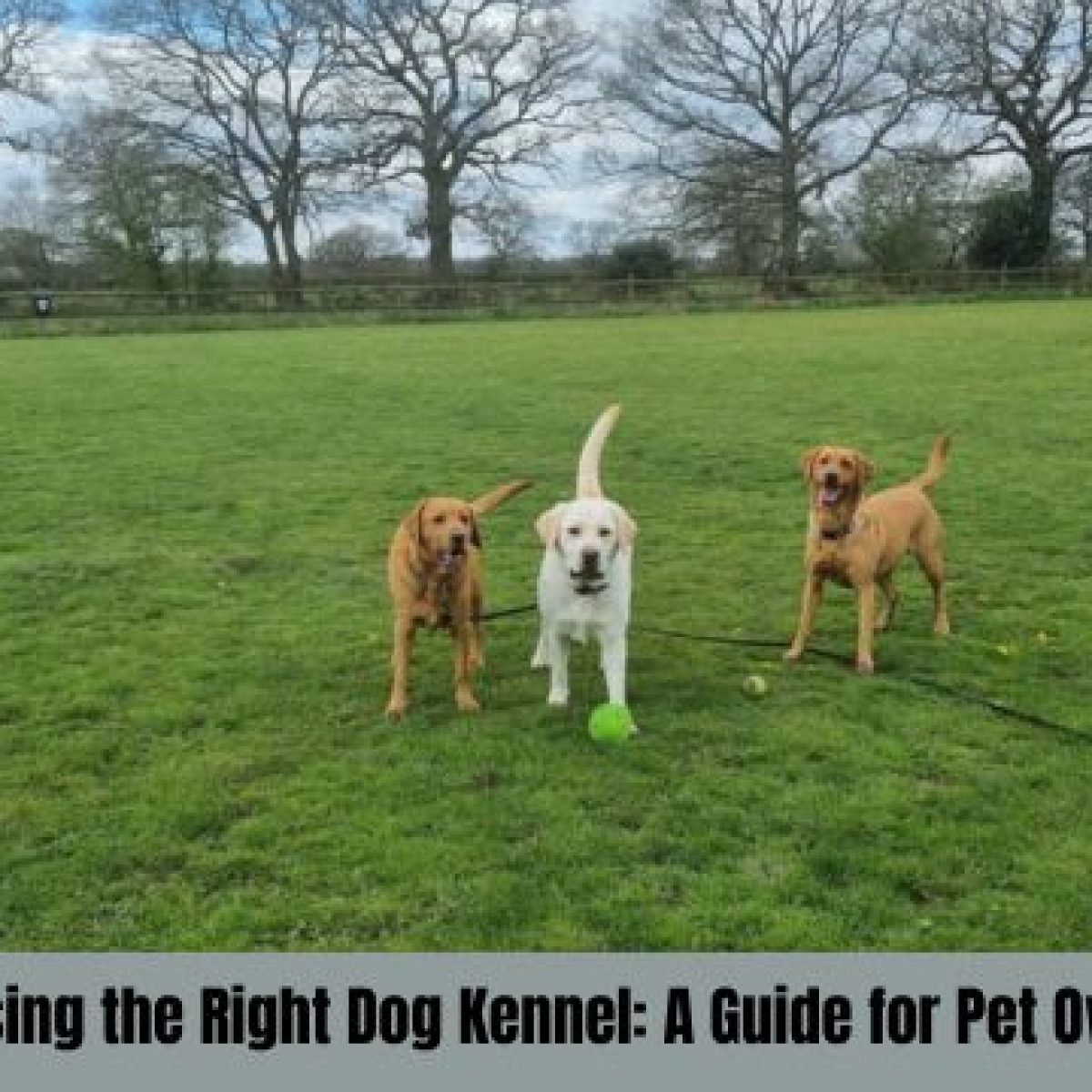 Dog Kennels Bromsgrove