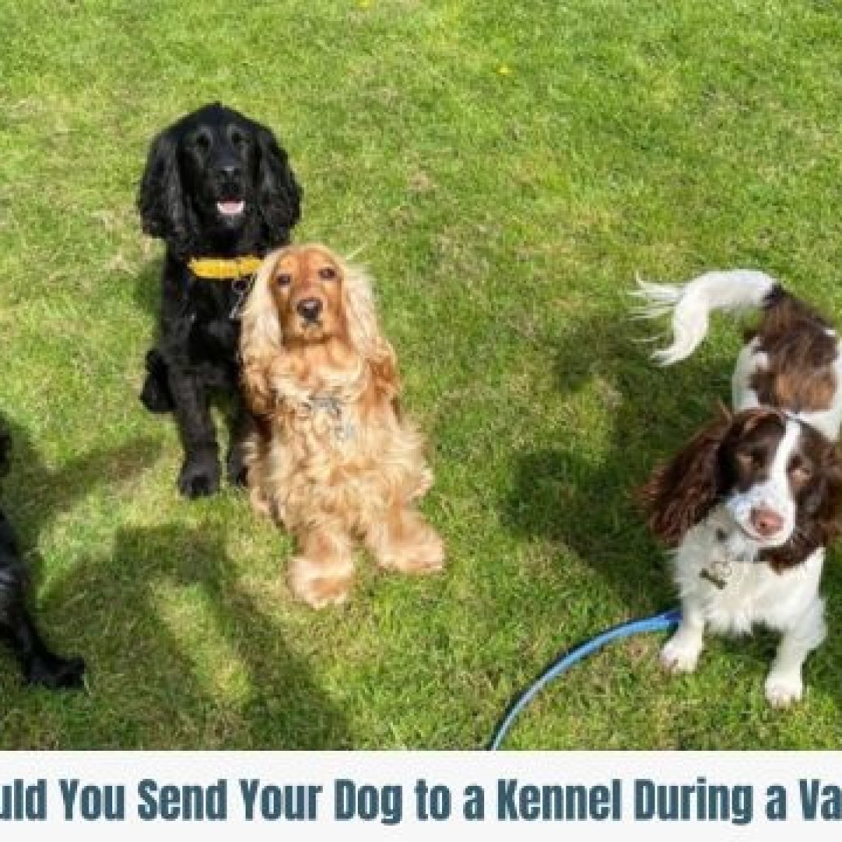 Dog Kennels Redditch