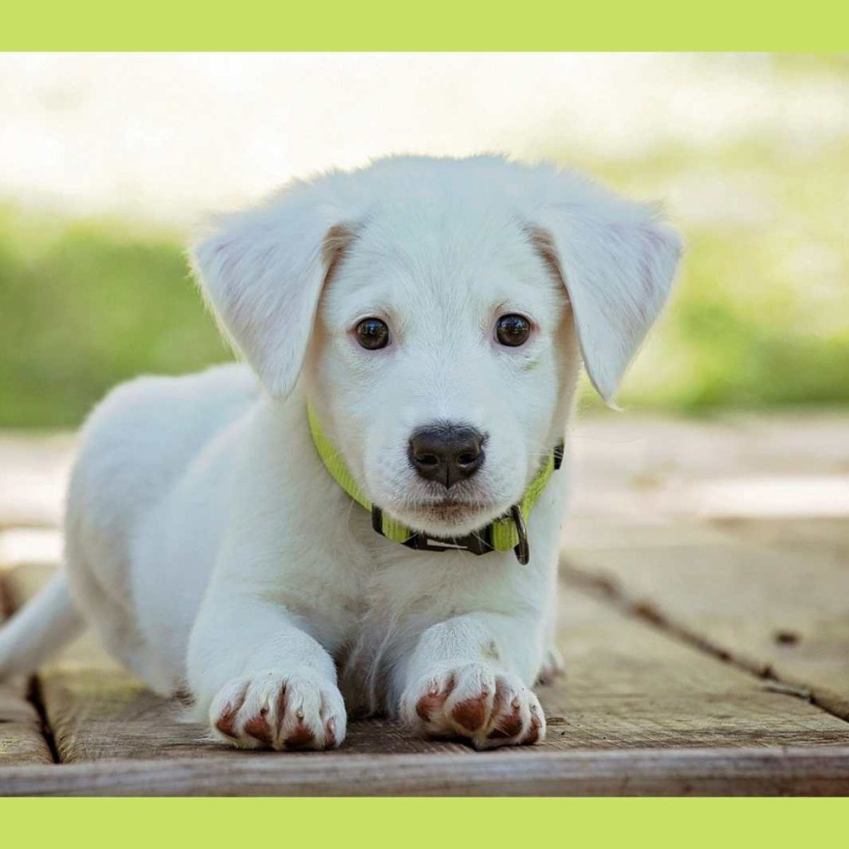 Dog kennels Bromsgrove