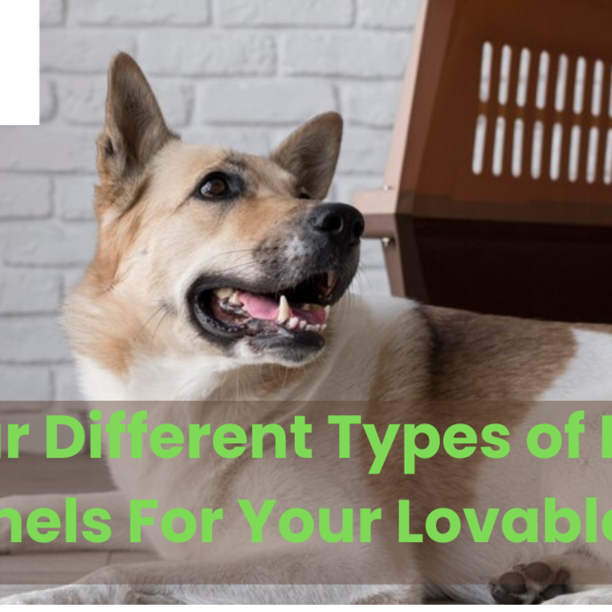 Dog kennels solihull