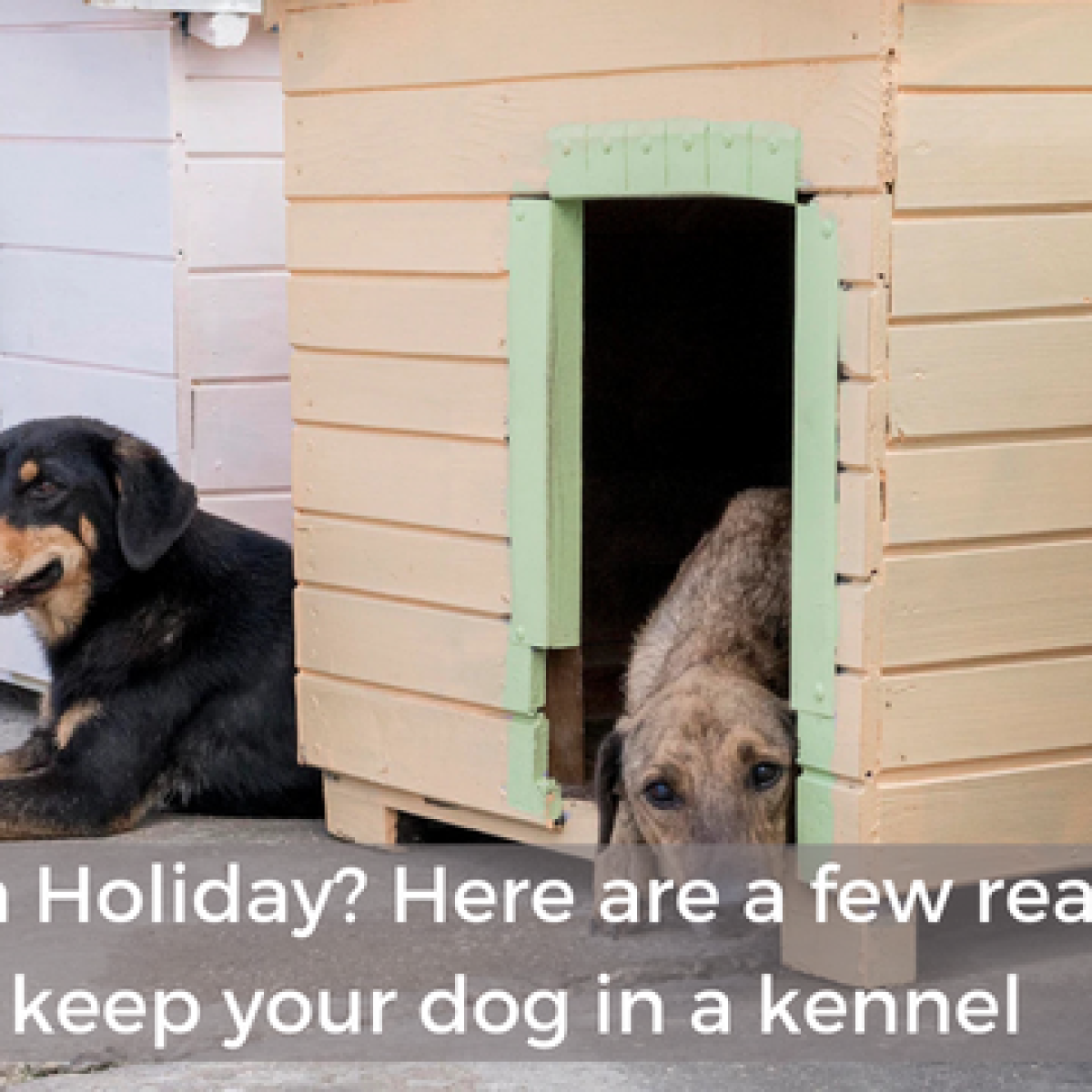 Dog kennels