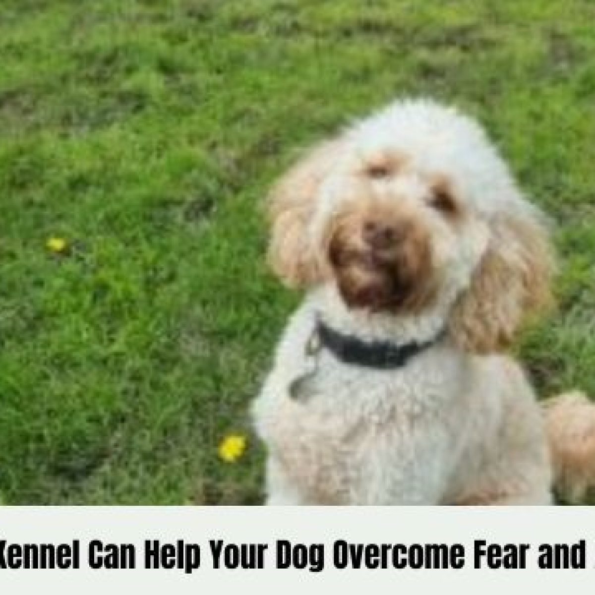 Dog kennels