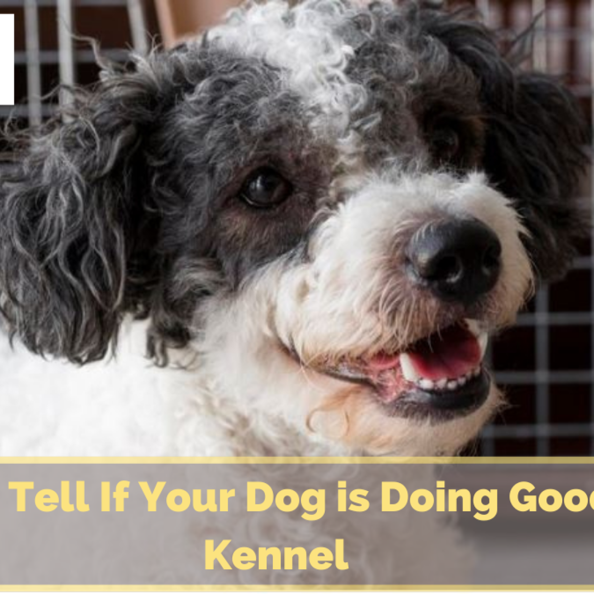 Dog Kennels