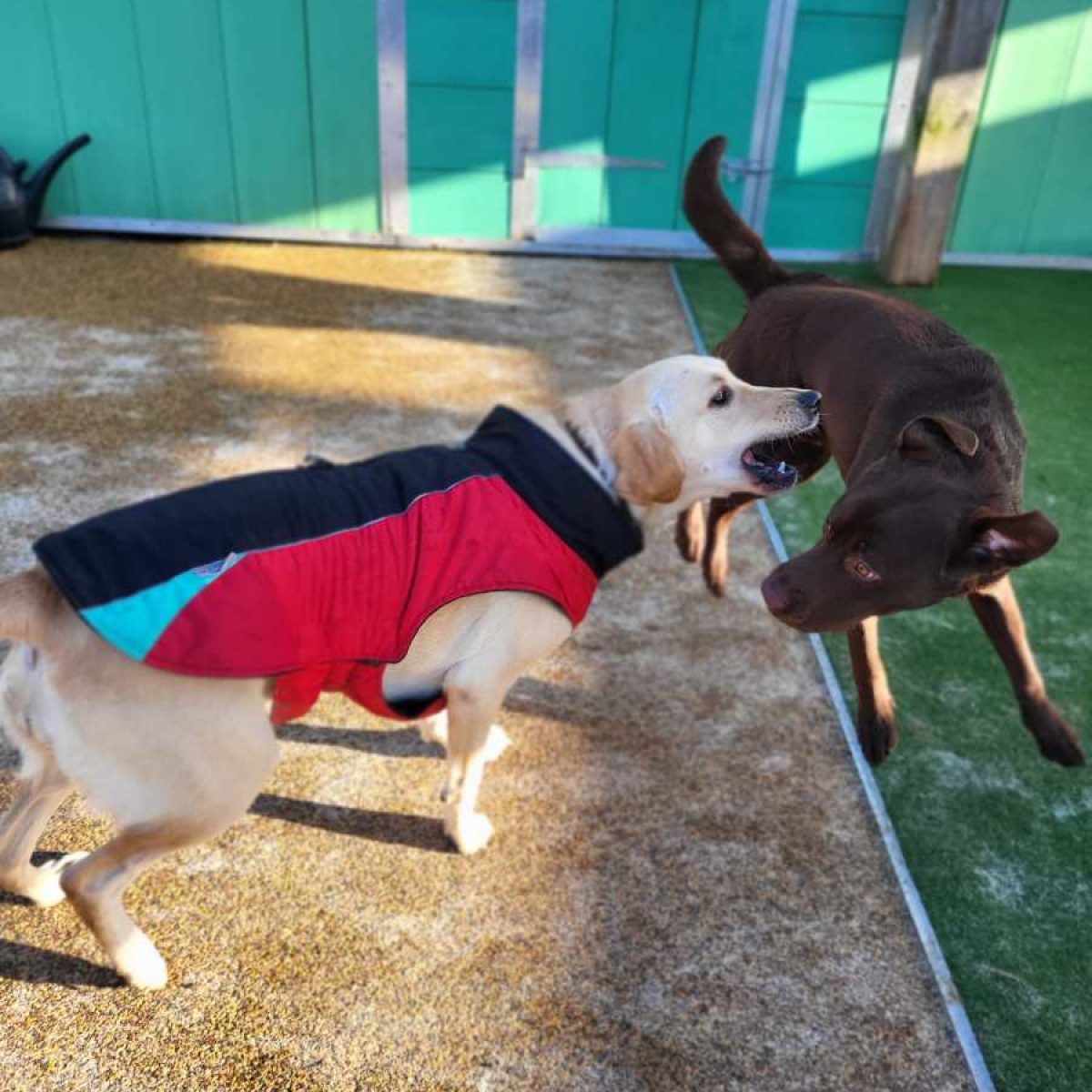 Kennels Birmingham