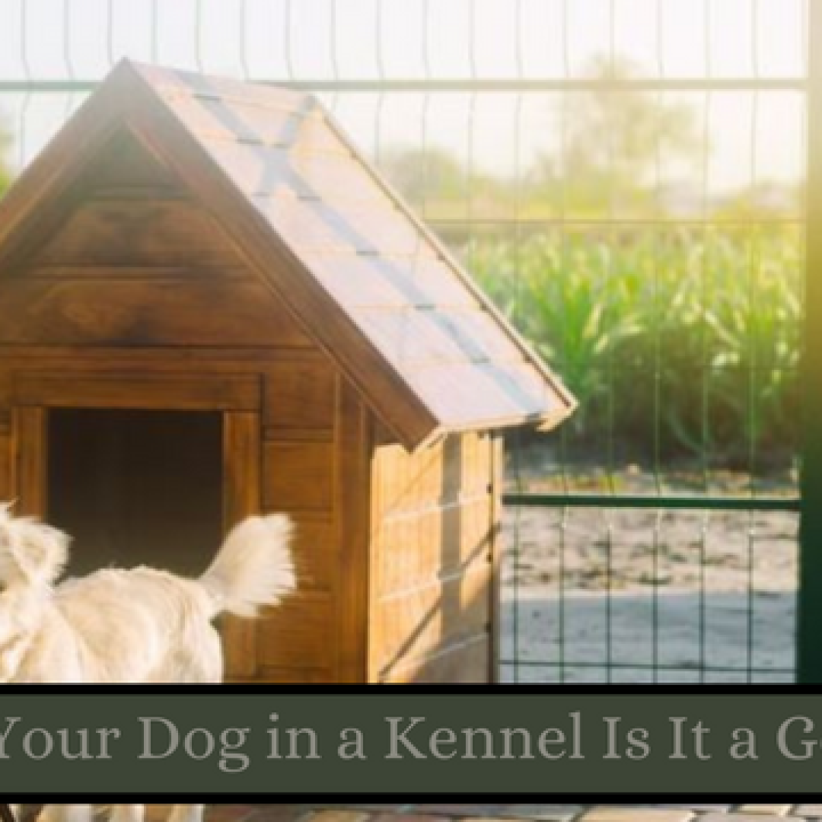 Dog Care in Kennels