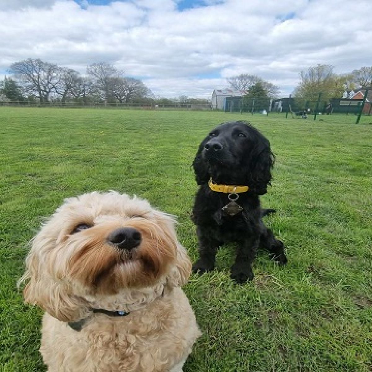 dog kennels Bromsgrove