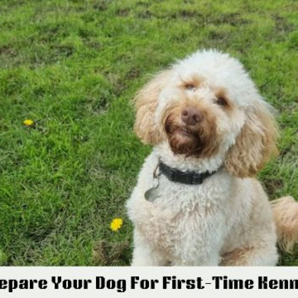 dog kennels Bromsgrove