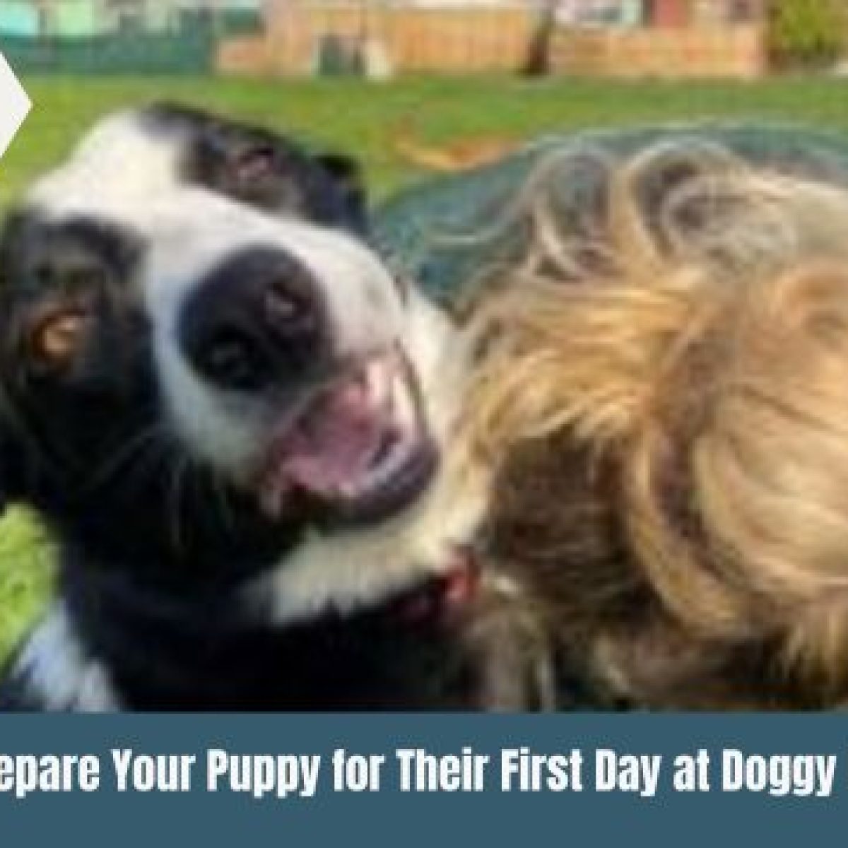 doggy day care